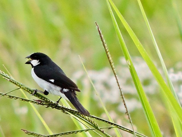 Lined Seedeater - Katryane Camile