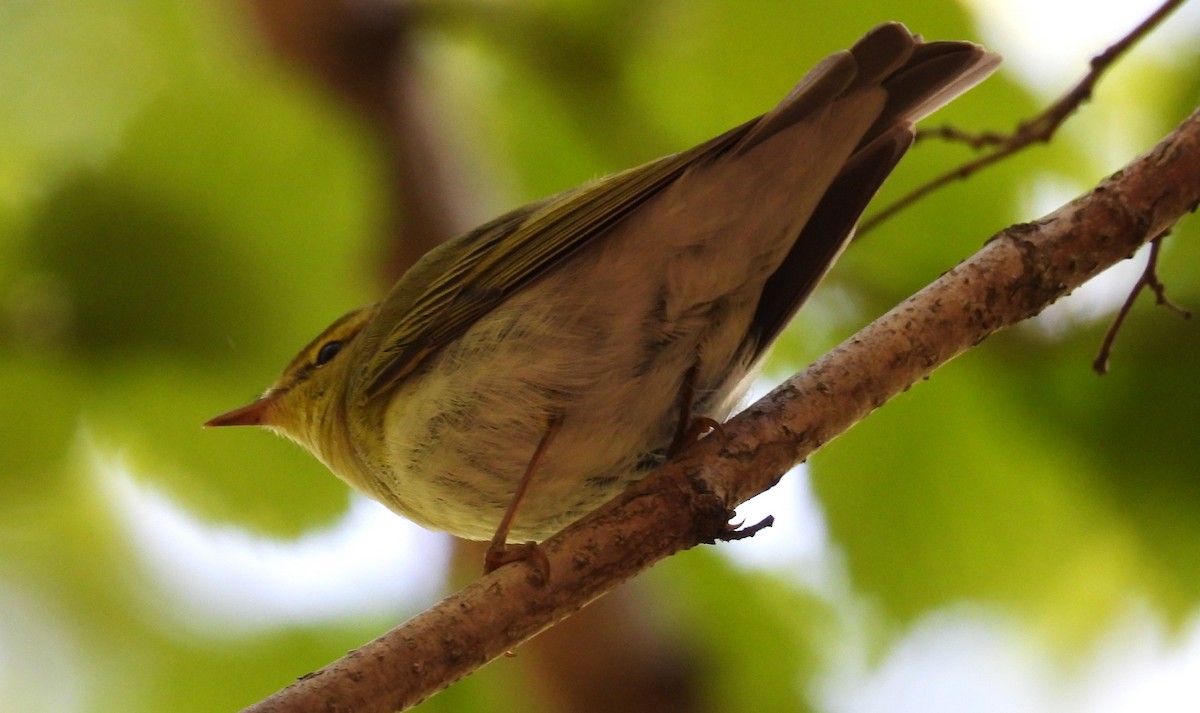 Wood Warbler - Morten Winther Dahl