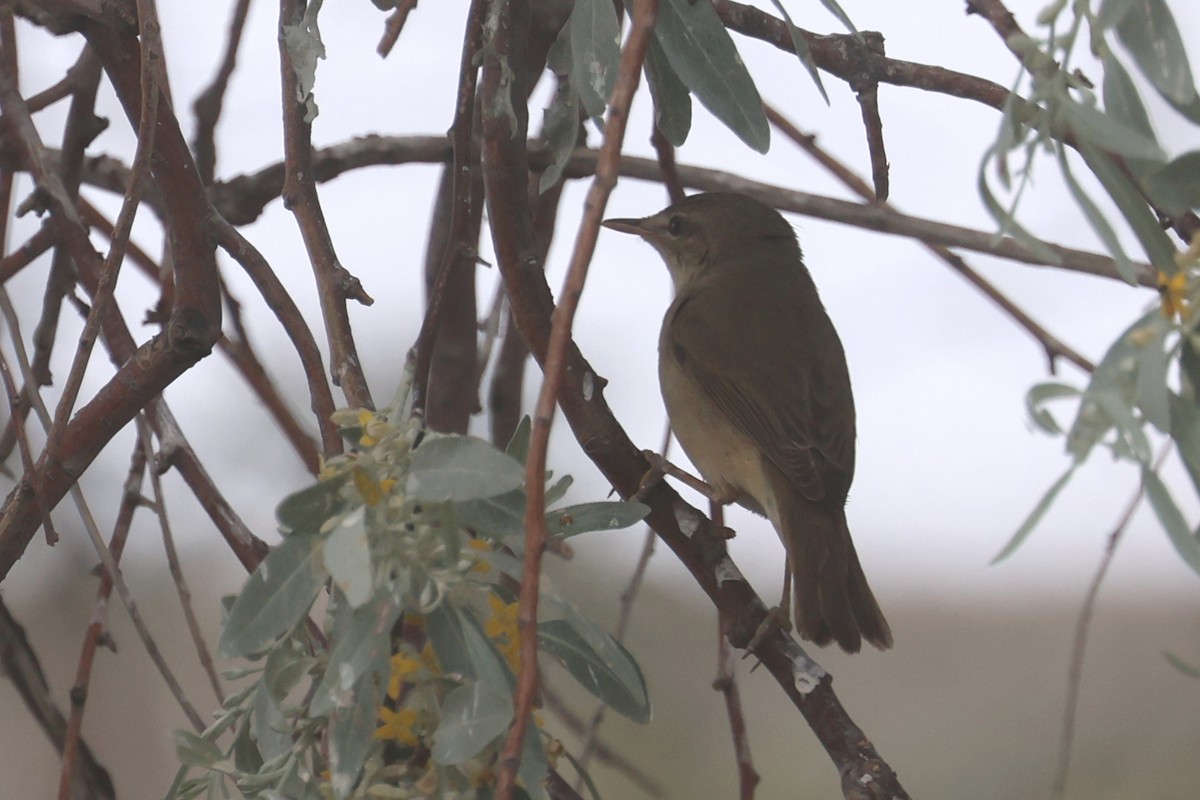 Blyth's Reed Warbler - Charley Hesse TROPICAL BIRDING