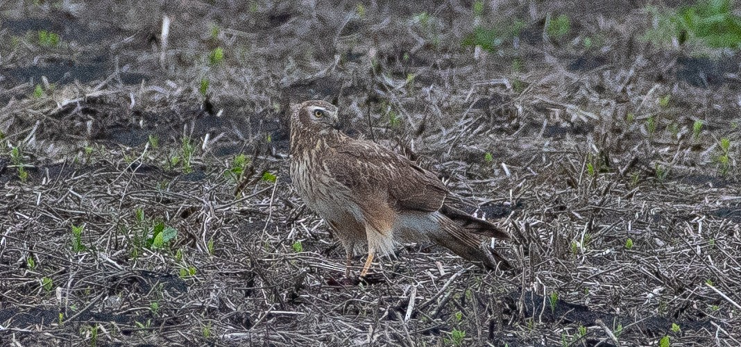 Northern Harrier - Anuj Ghimire