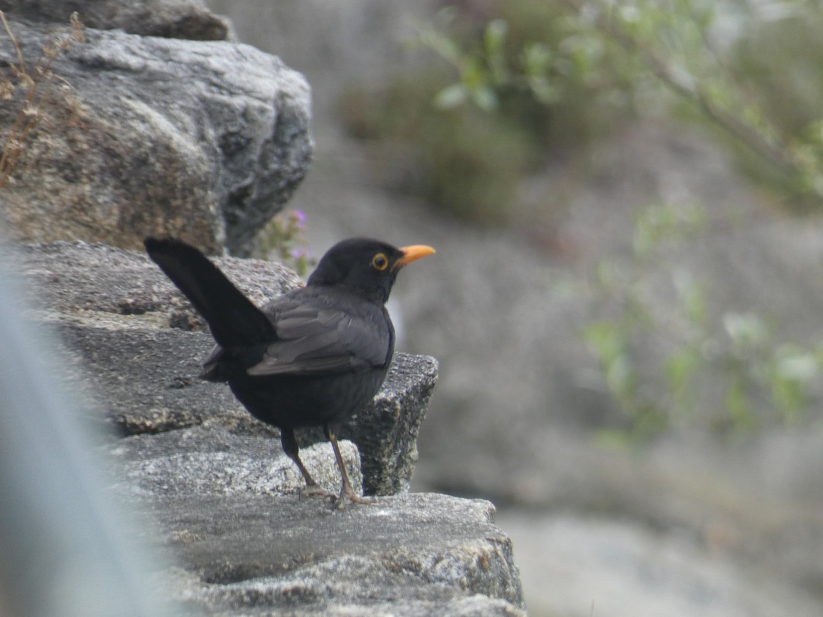 Eurasian Blackbird - ML619290724