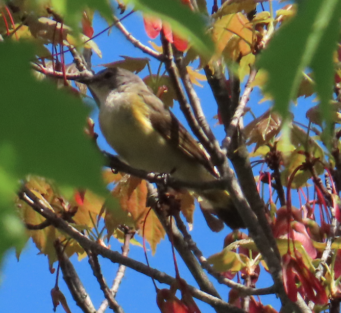 new world warbler sp. - Learning Landon