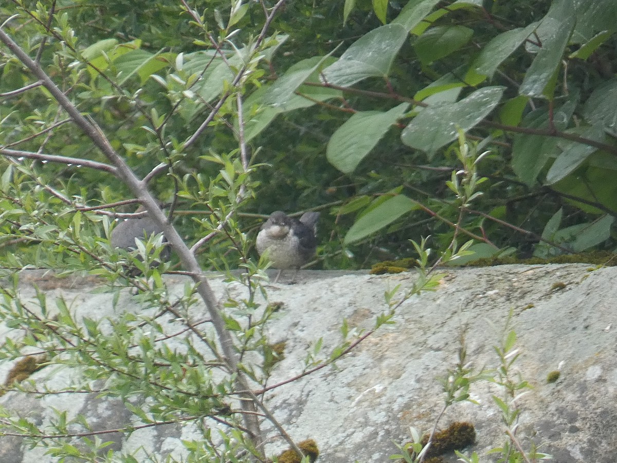 White-throated Dipper - Xavier Parra Cuenca