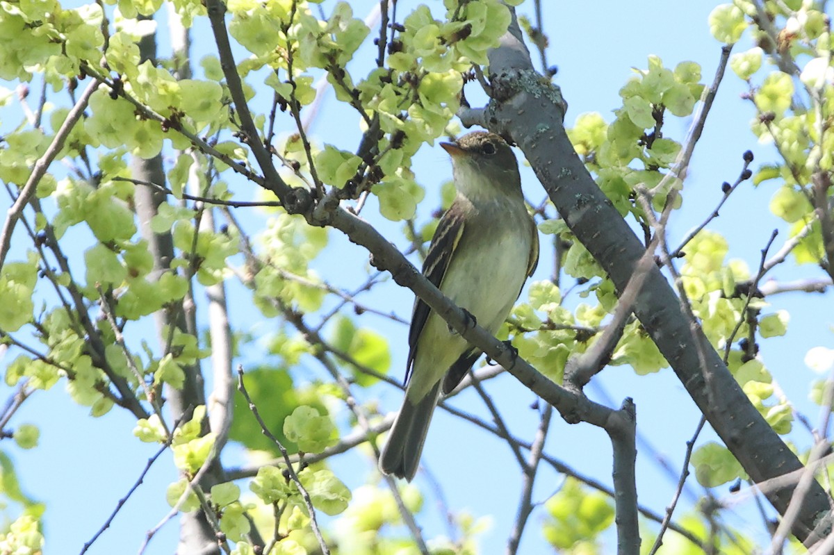 Alder Flycatcher - Gang Wu