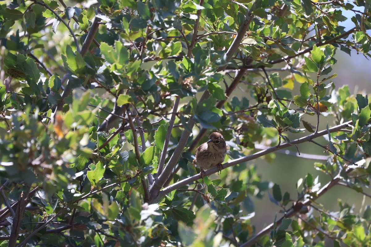 Rufous-crowned Sparrow - Nik Byle