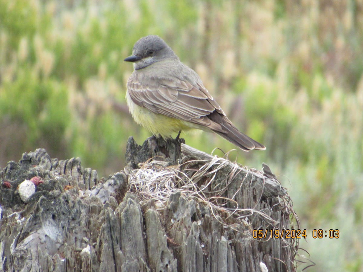 Cassin's Kingbird - crdf bird