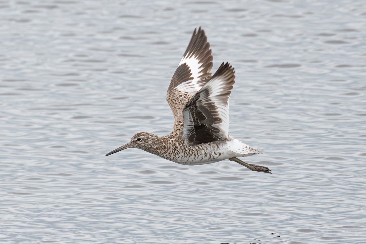 Willet - ML619290745