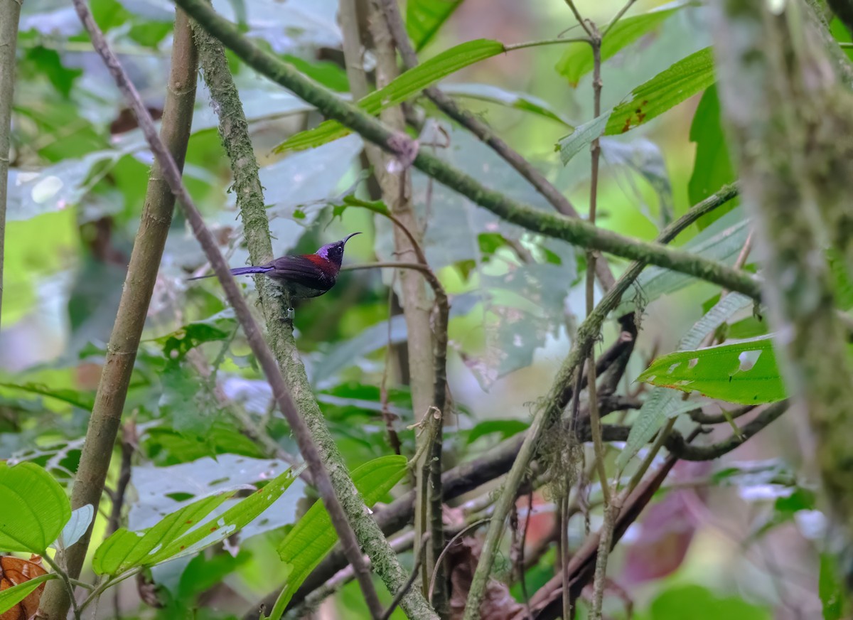 Black-throated Sunbird - Nara Jayaraman