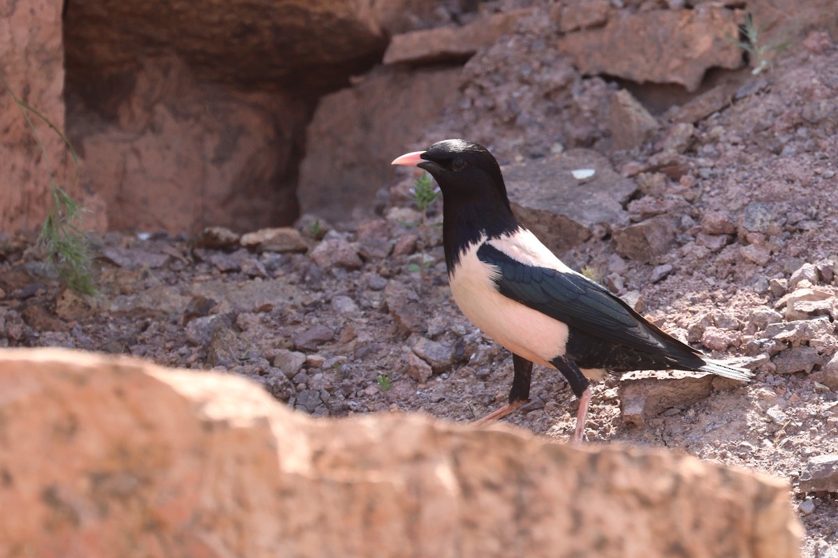 Rosy Starling - Charley Hesse TROPICAL BIRDING