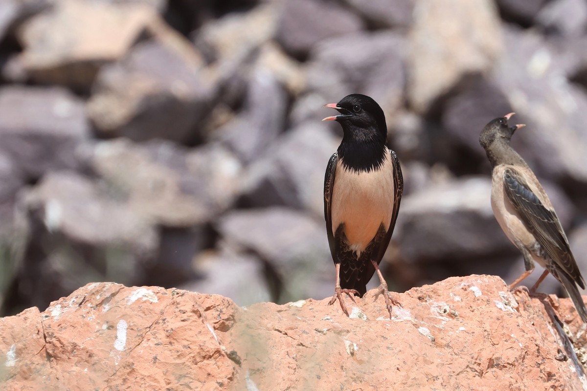 Rosy Starling - Charley Hesse TROPICAL BIRDING