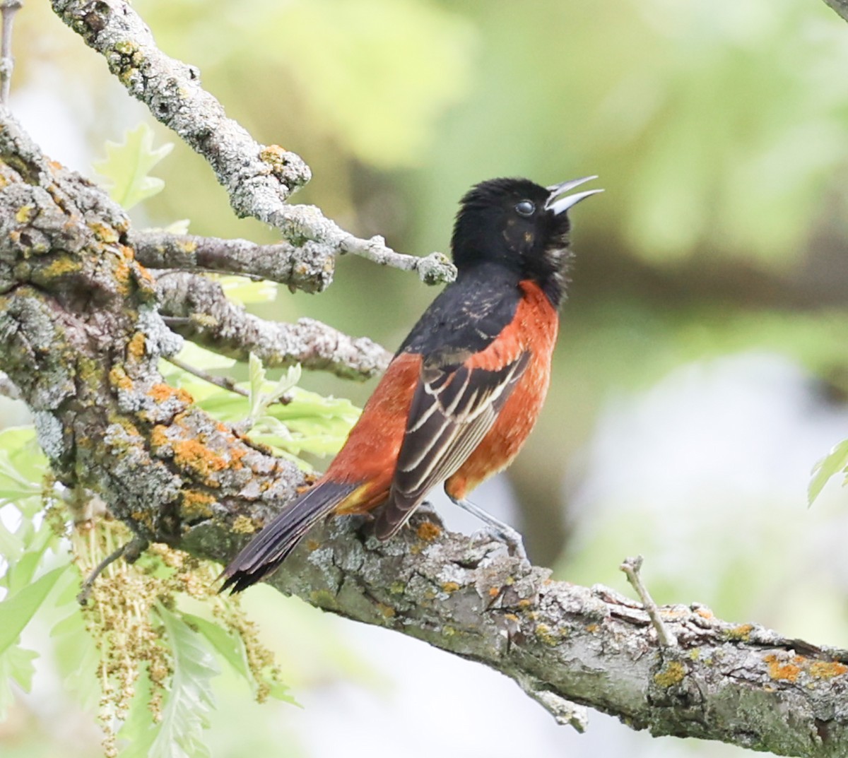 Orchard Oriole - ML619290755