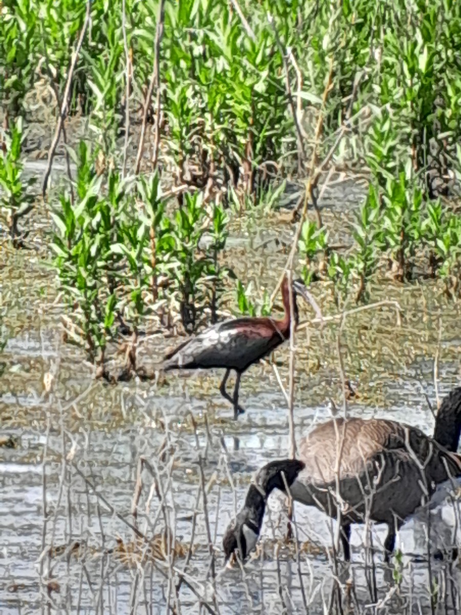 Glossy Ibis - Brad Grover