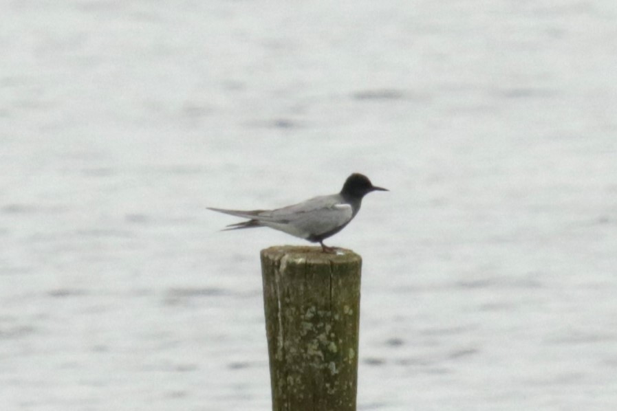 Black Tern - Jan Roedolf