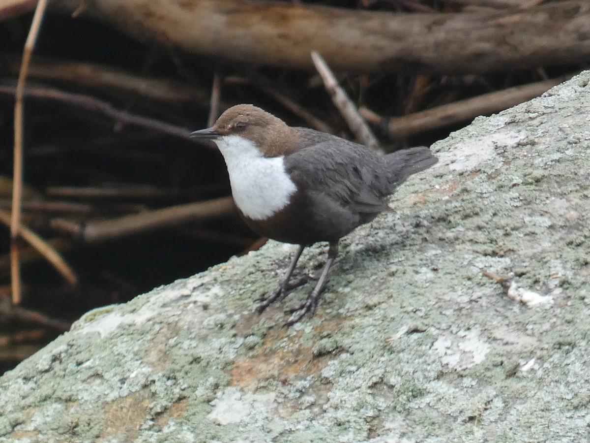 White-throated Dipper - ML619290784