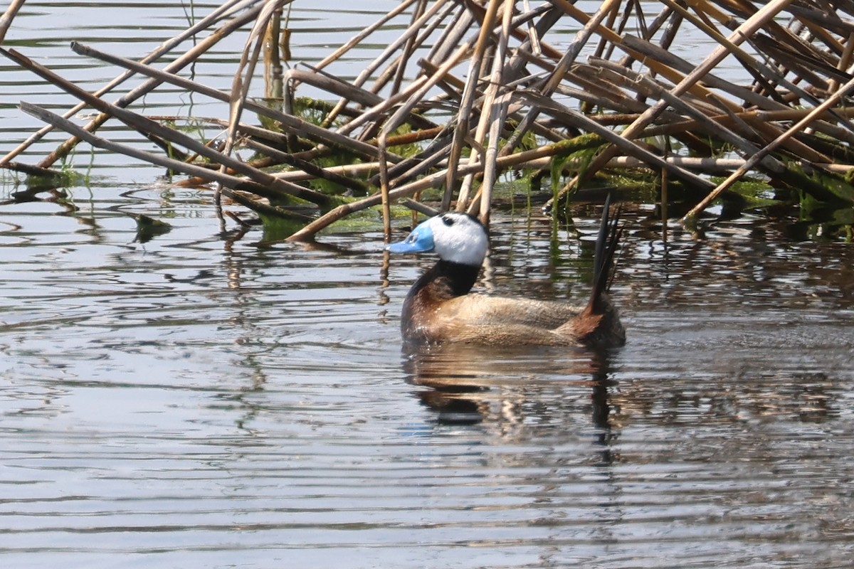 White-headed Duck - Charley Hesse TROPICAL BIRDING