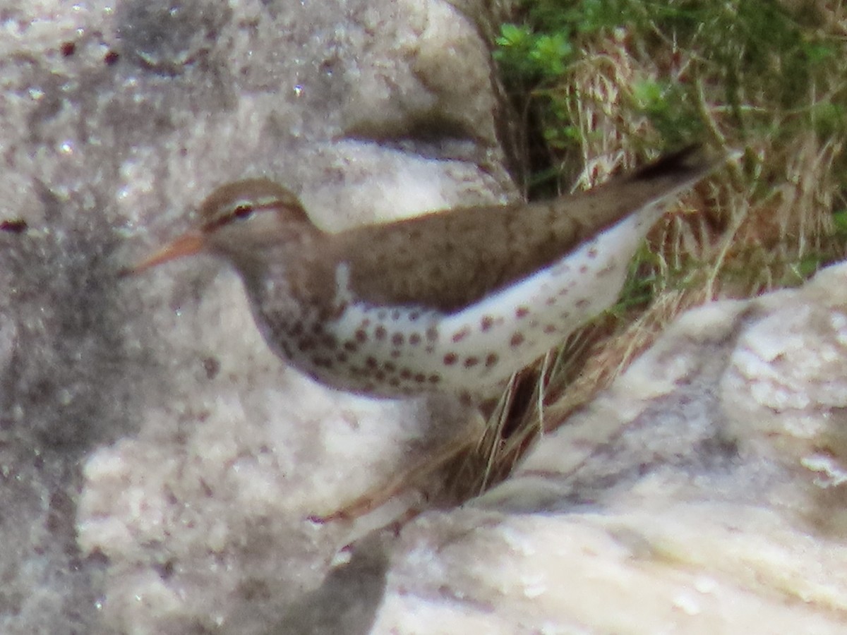 Spotted Sandpiper - Ericka Albright