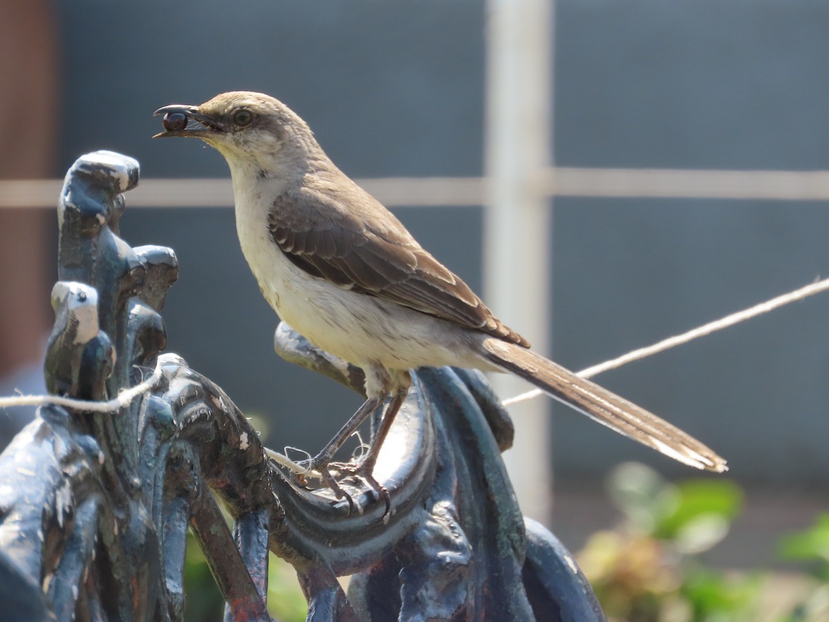 Tropical Mockingbird - Randy Lynch