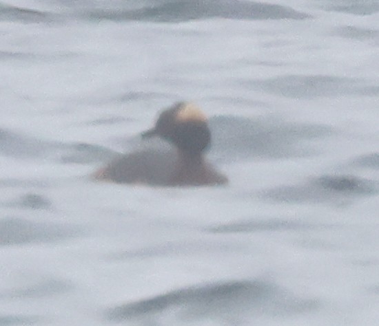 Horned Grebe - Dave Czaplak