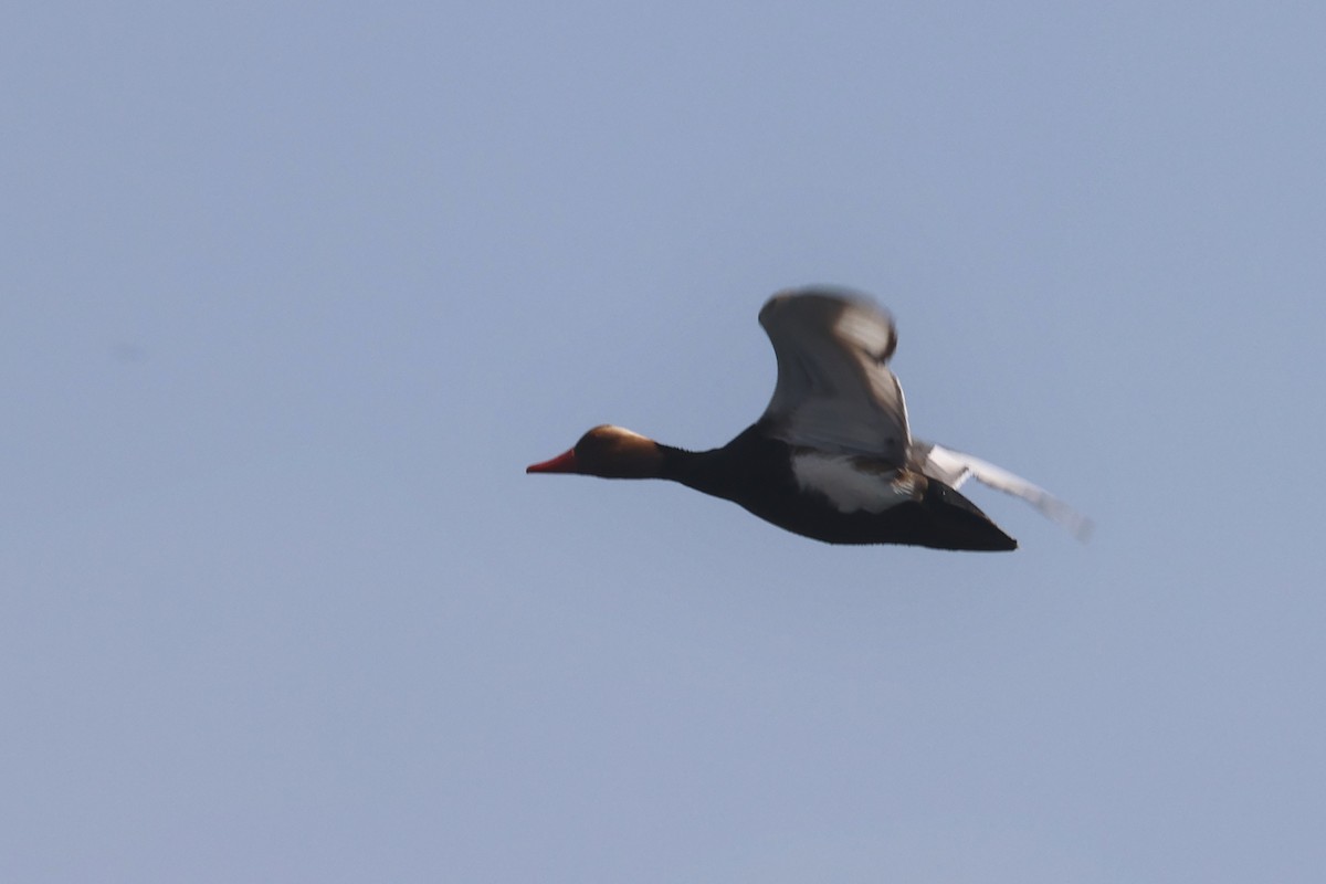 Red-crested Pochard - Charley Hesse TROPICAL BIRDING