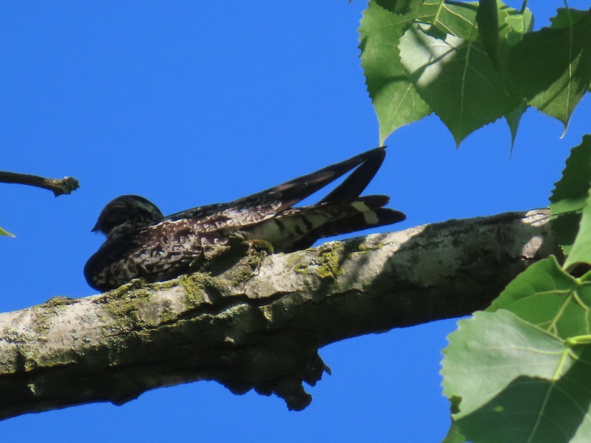 Common Nighthawk - Vicki Ramirez