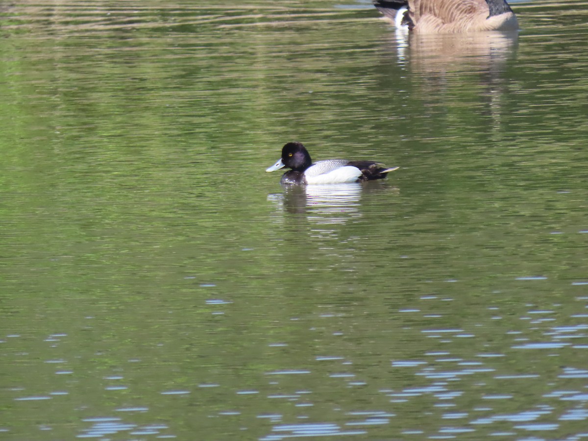 Lesser Scaup - ML619290825