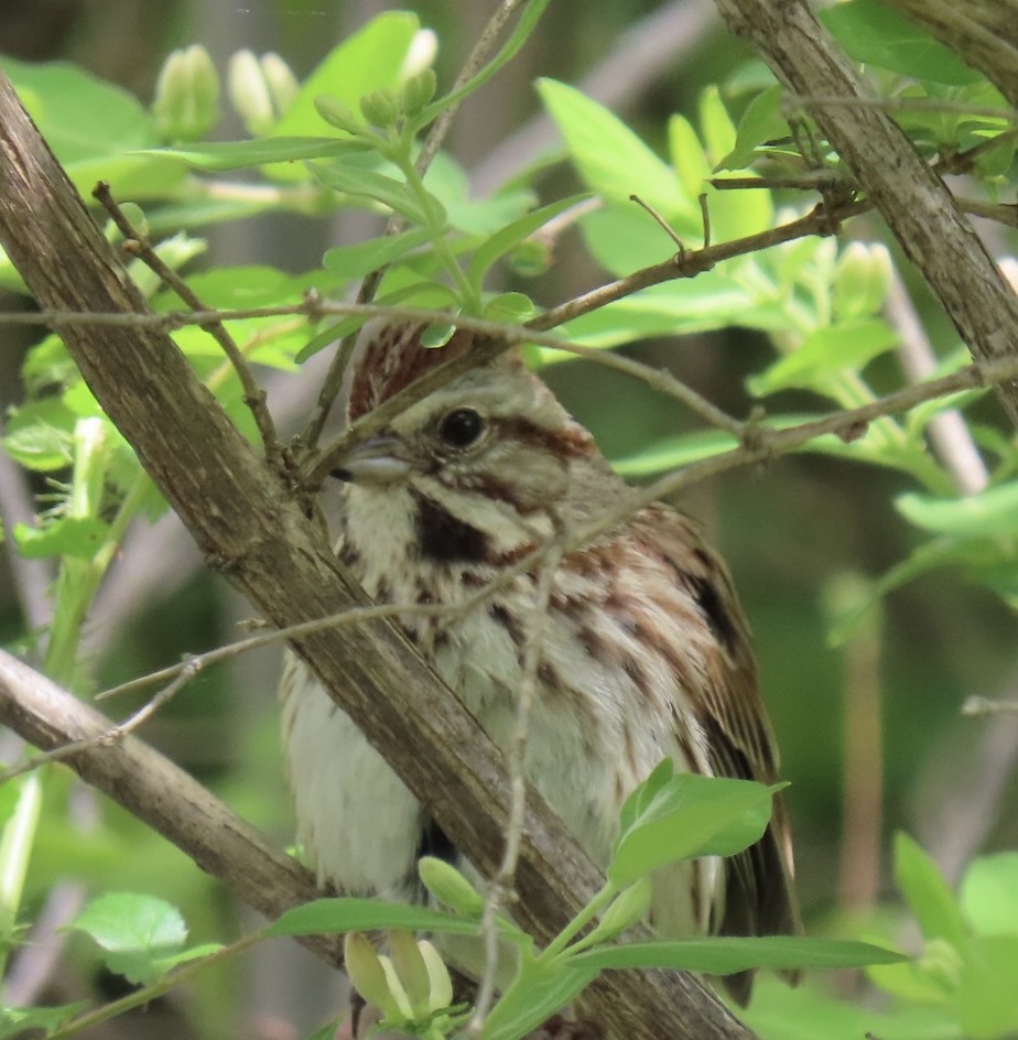 Song Sparrow - ML619290826