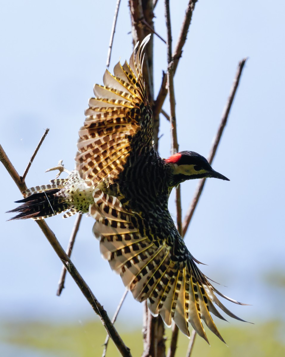 Green-barred Woodpecker - Anonymous