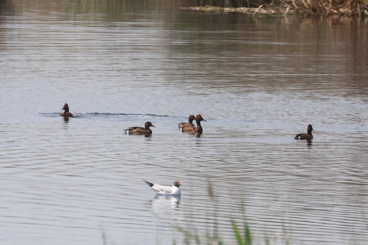 Ferruginous Duck - Charley Hesse TROPICAL BIRDING