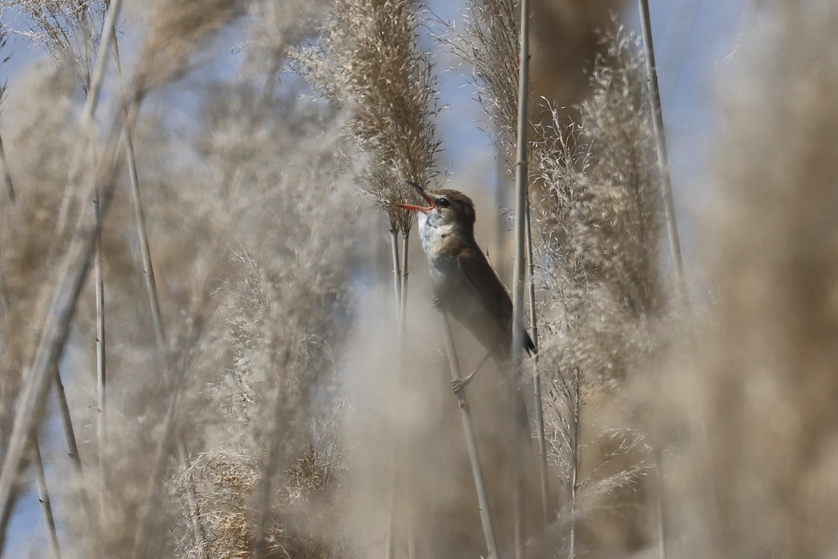 Great Reed Warbler - Charley Hesse TROPICAL BIRDING