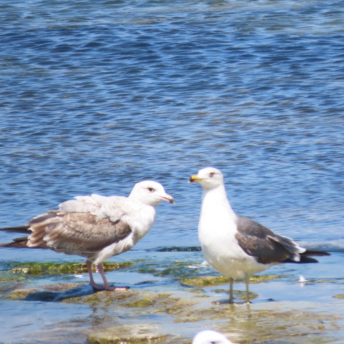 Lesser Black-backed Gull - Mary Guell