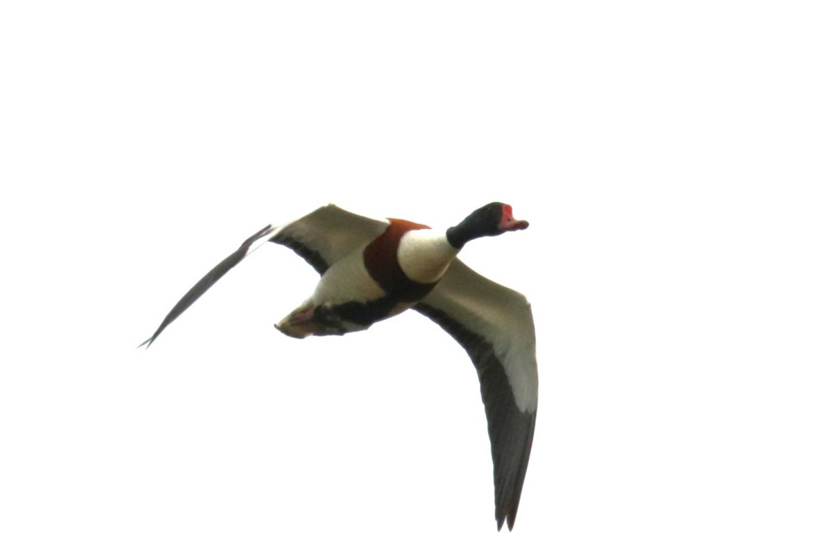 Common Shelduck - Jan Roedolf