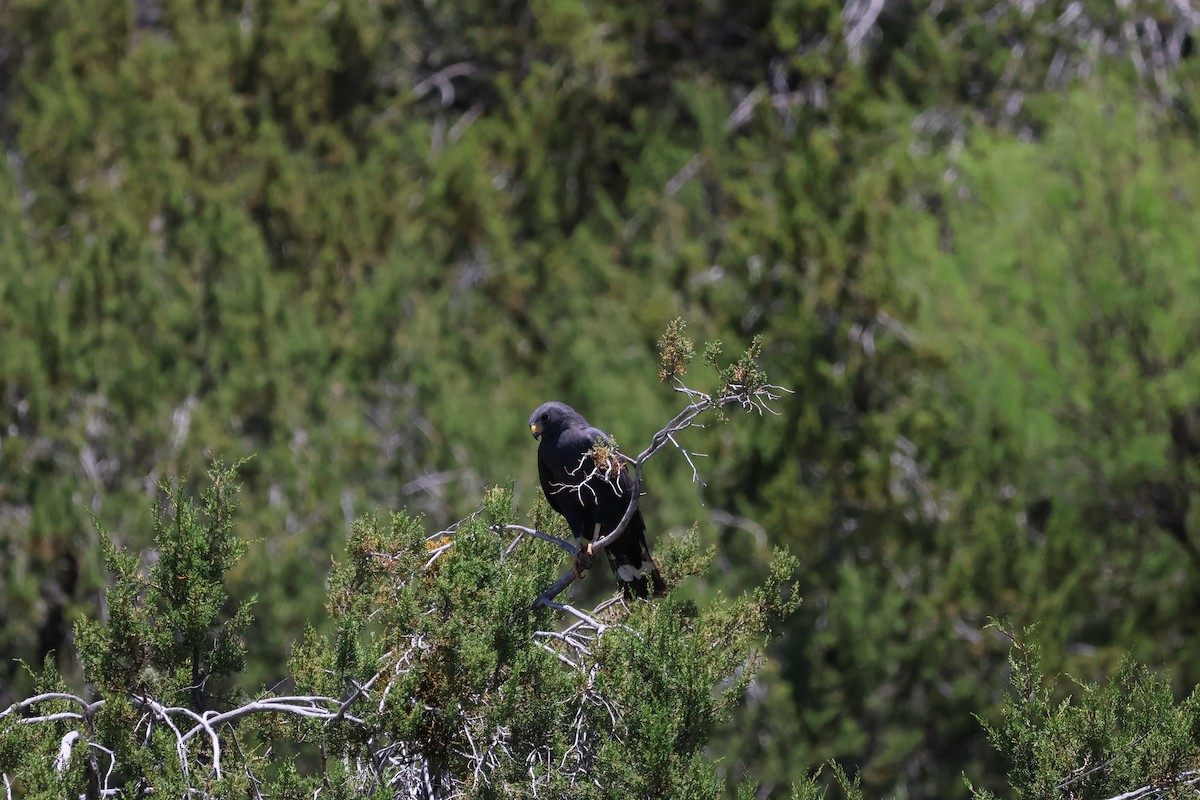 Zone-tailed Hawk - Nik Byle