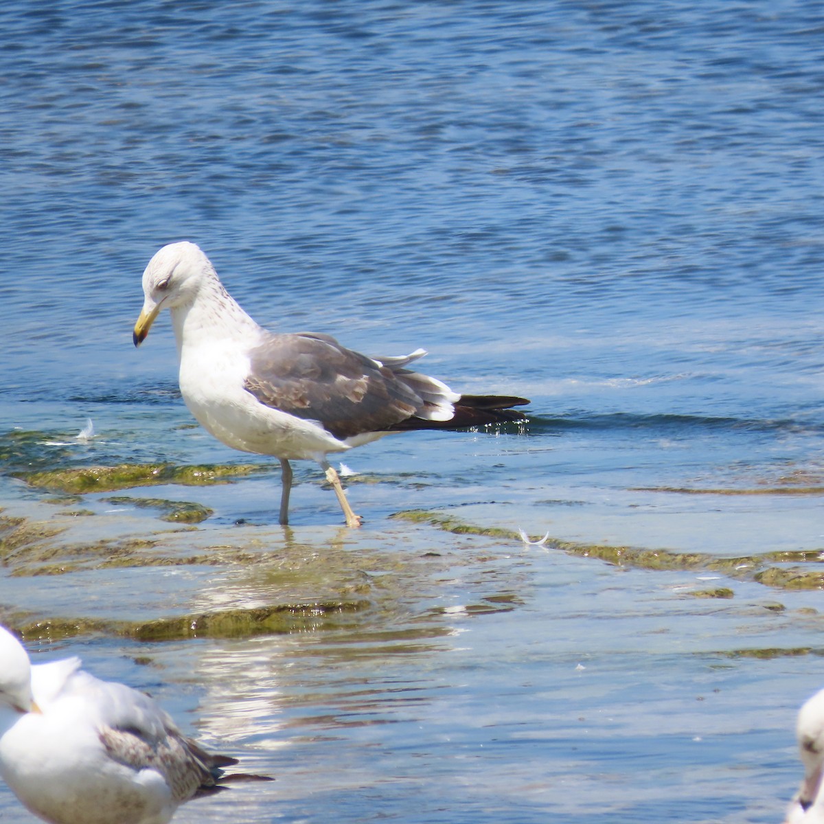 Lesser Black-backed Gull - Mary Guell