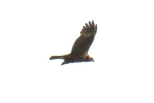 Western Marsh Harrier - Jan Roedolf