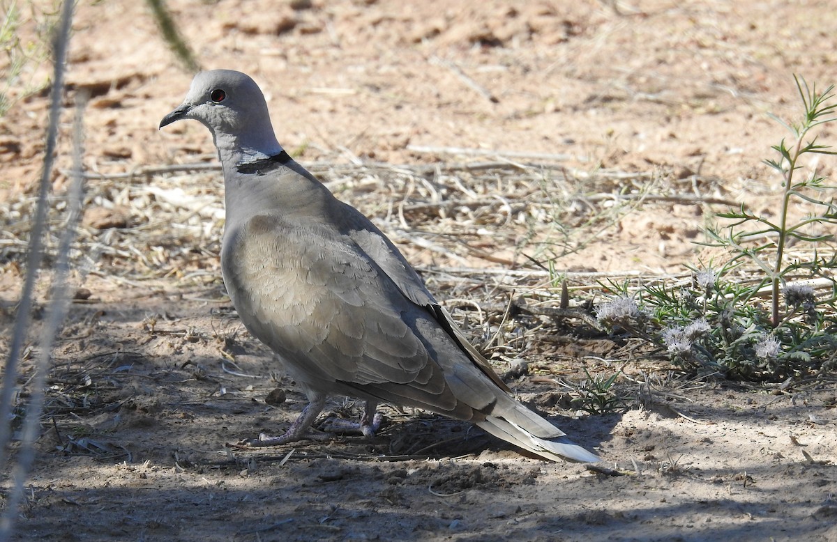 Eurasian Collared-Dove - ML619290896