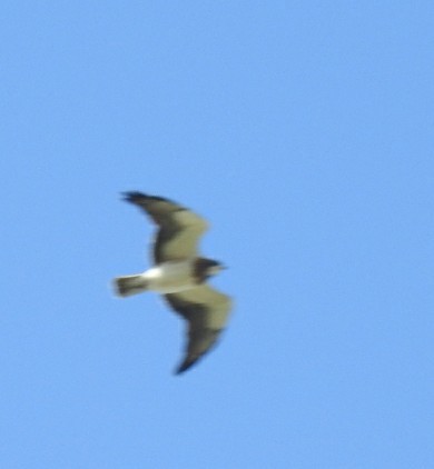 Swainson's Hawk - ML61929091
