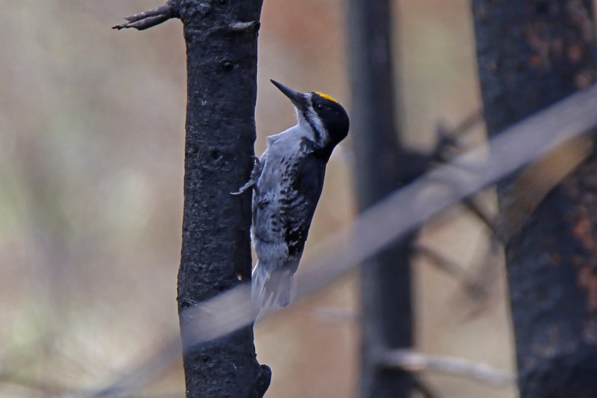 Black-backed Woodpecker - Rob Routledge