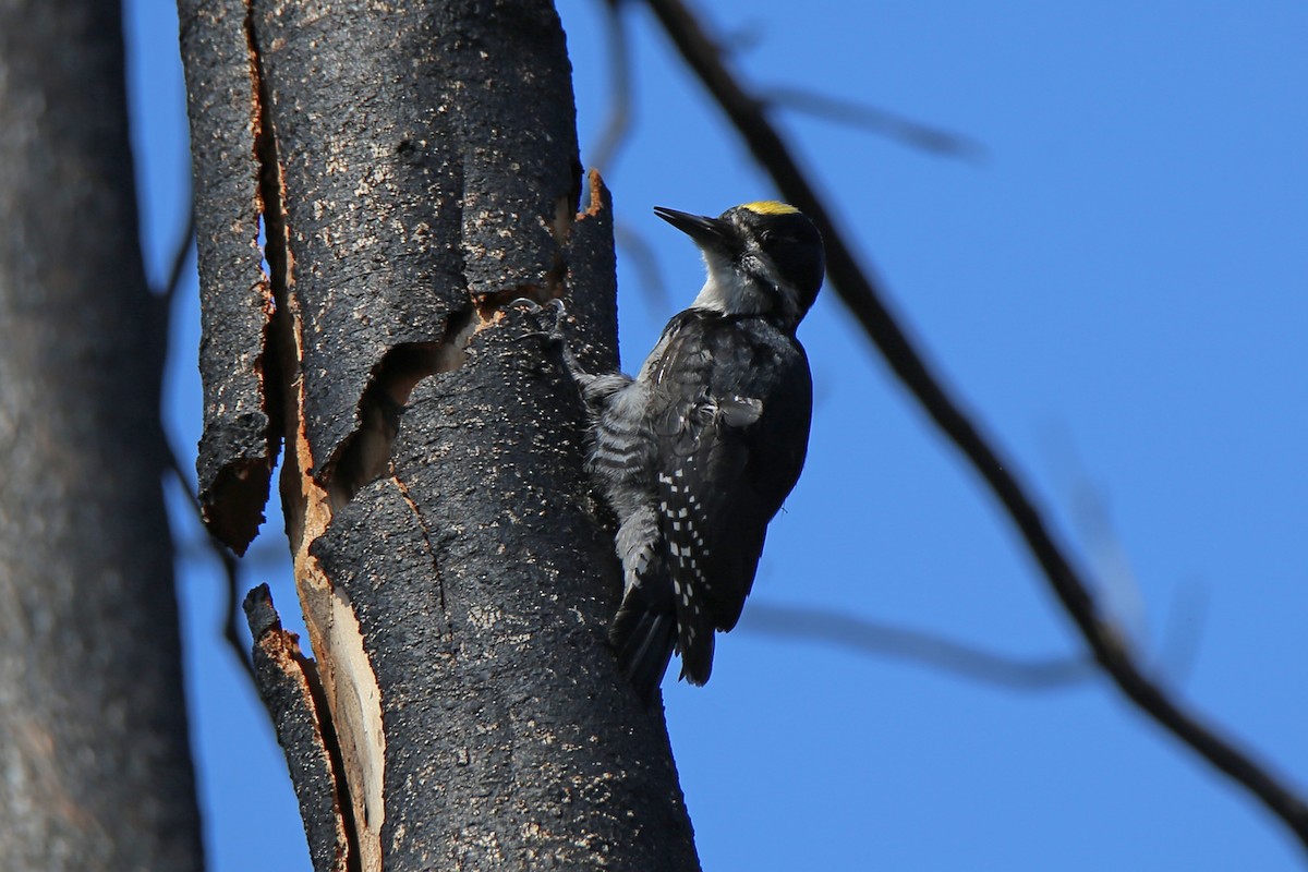 Black-backed Woodpecker - Rob Routledge