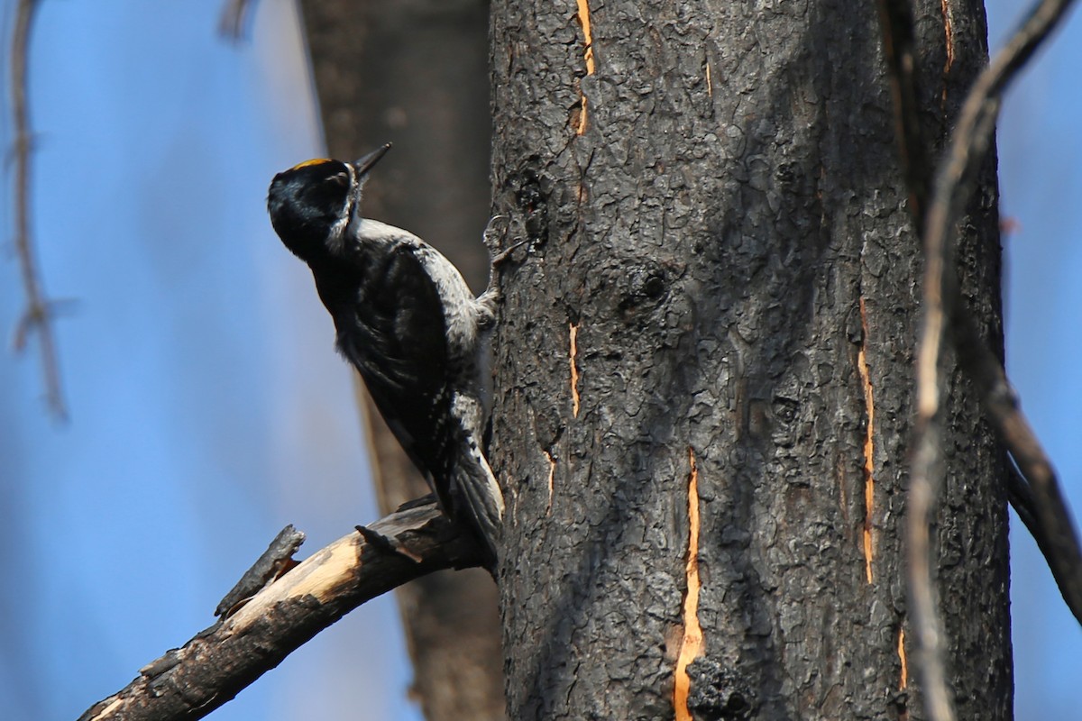 Black-backed Woodpecker - Rob Routledge