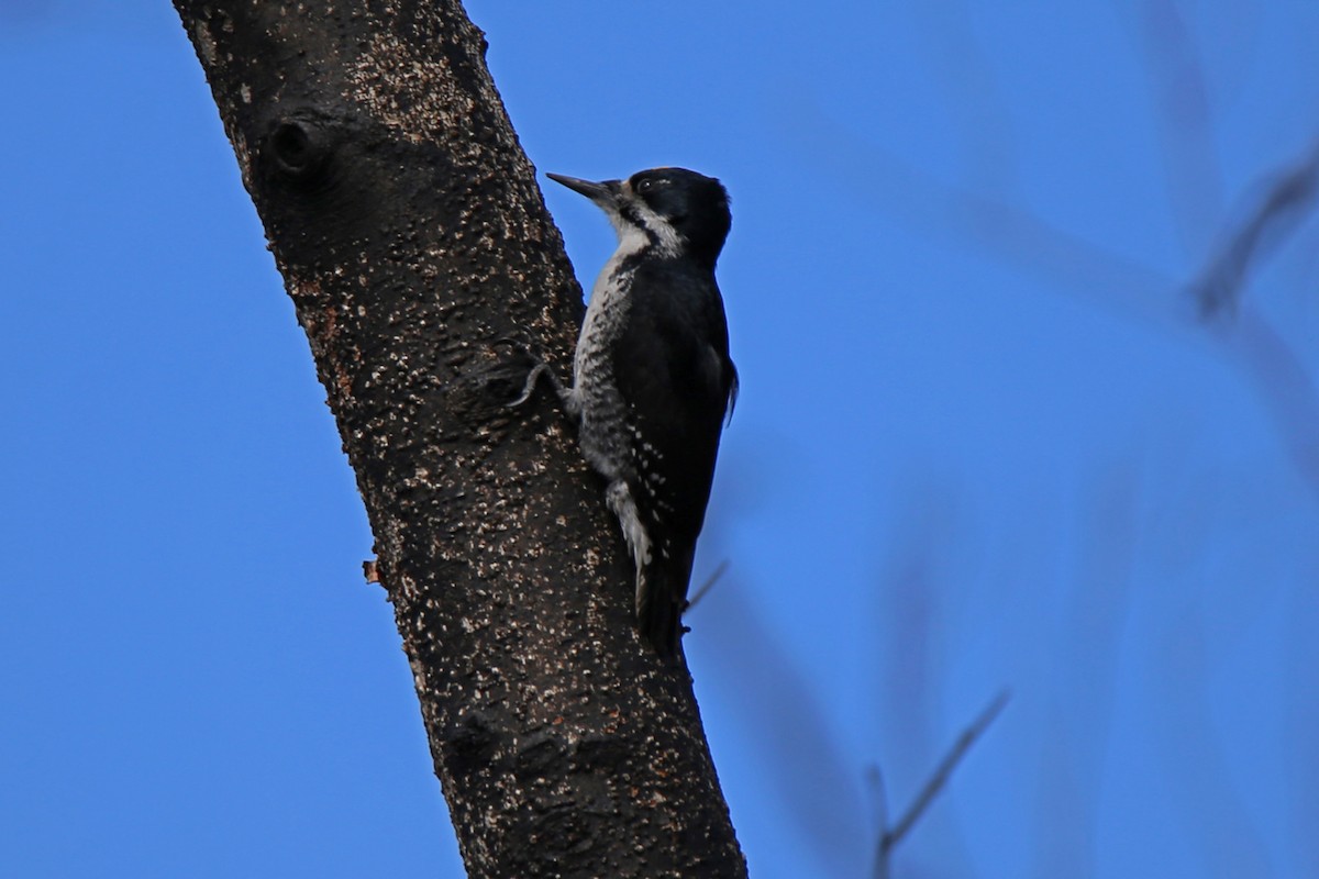 Black-backed Woodpecker - Rob Routledge