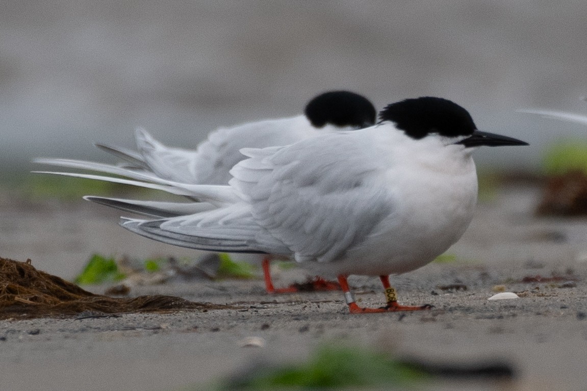 Roseate Tern - ML619290915