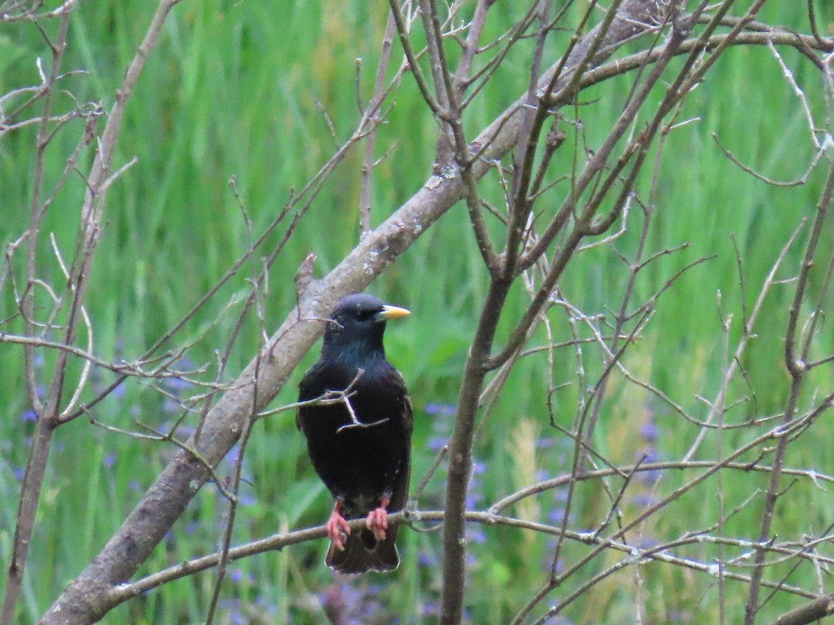 European Starling - Ericka Albright