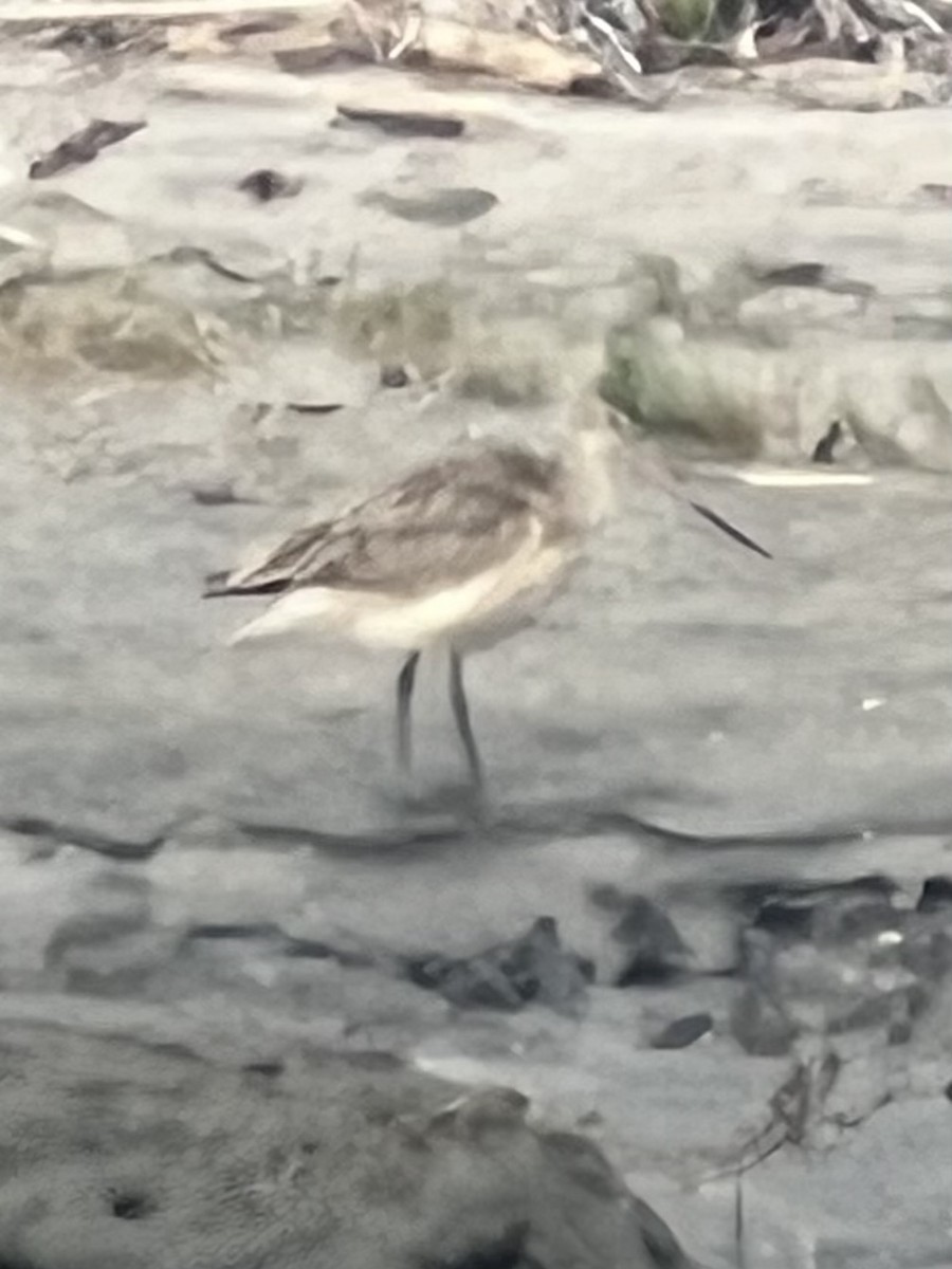 Marbled Godwit - Jocele Capaldo