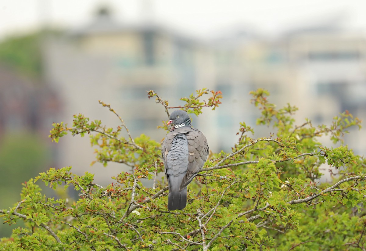 Common Wood-Pigeon - ML619290949