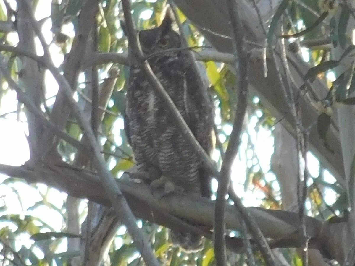 Great Horned Owl - ML619290950