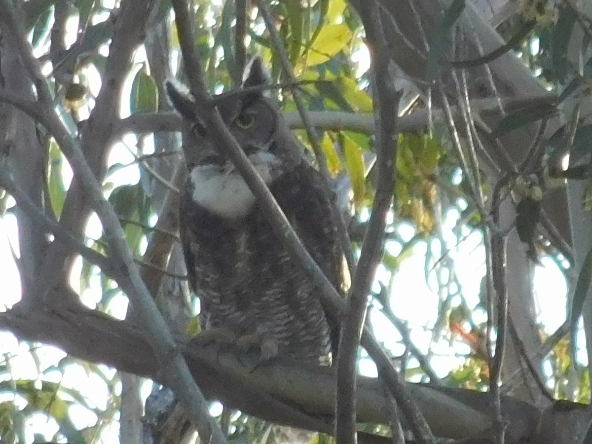 Great Horned Owl - ML619290952