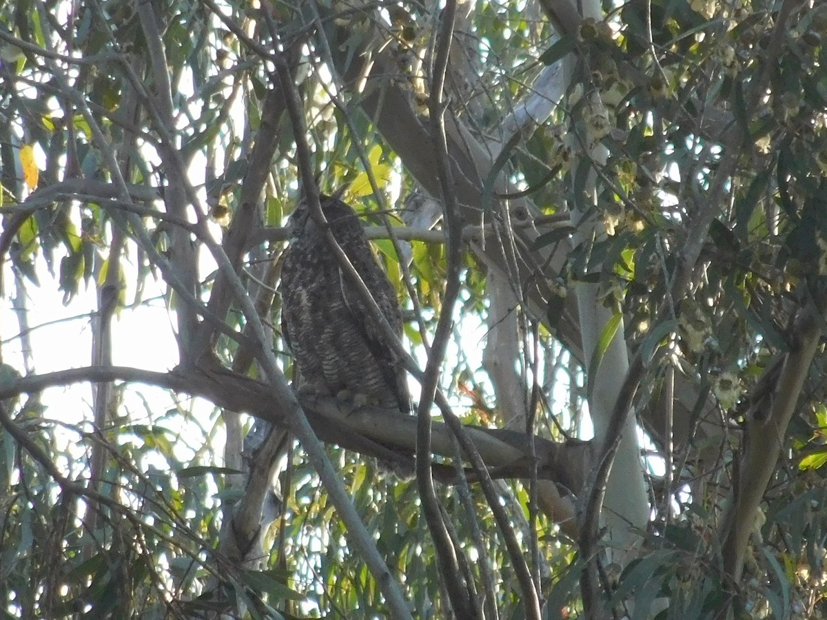 Great Horned Owl - ML619290953
