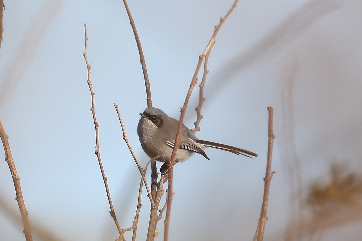 Masked Gnatcatcher - ML619290959