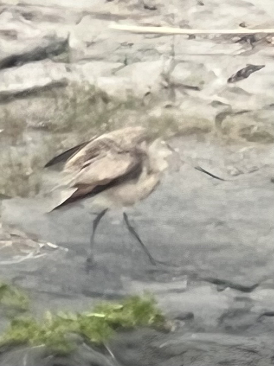 Marbled Godwit - Jocele Capaldo