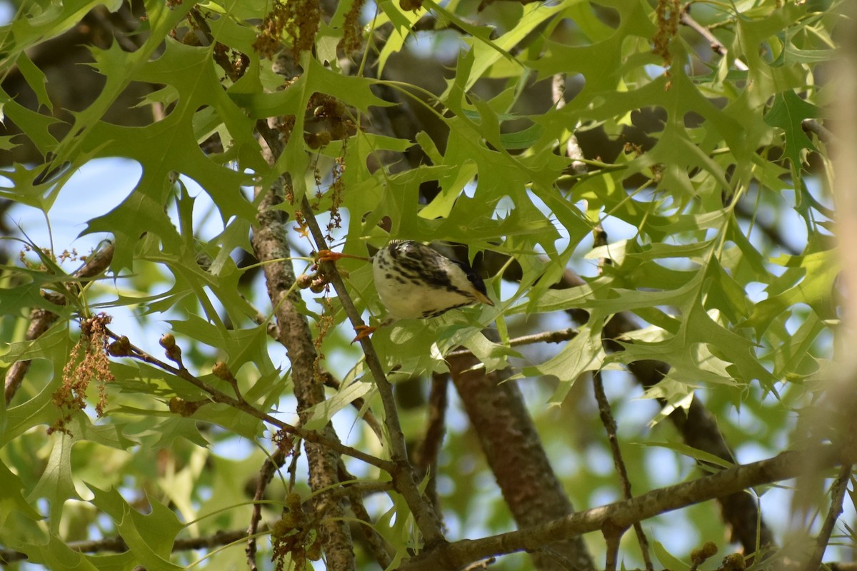 Blackpoll Warbler - ML619290980